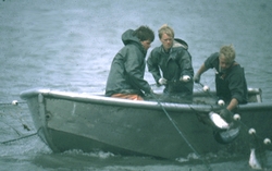 Picking the net, salmon fishing in Alaska